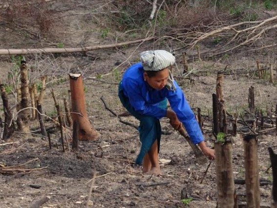 After Rain Jumia are busy with Jum Cultivation. South Tripura. TIWN Pic May 10 After Rain Jumia are busy with Jum Cultivation. South Tripura. TIWN Pic May 10